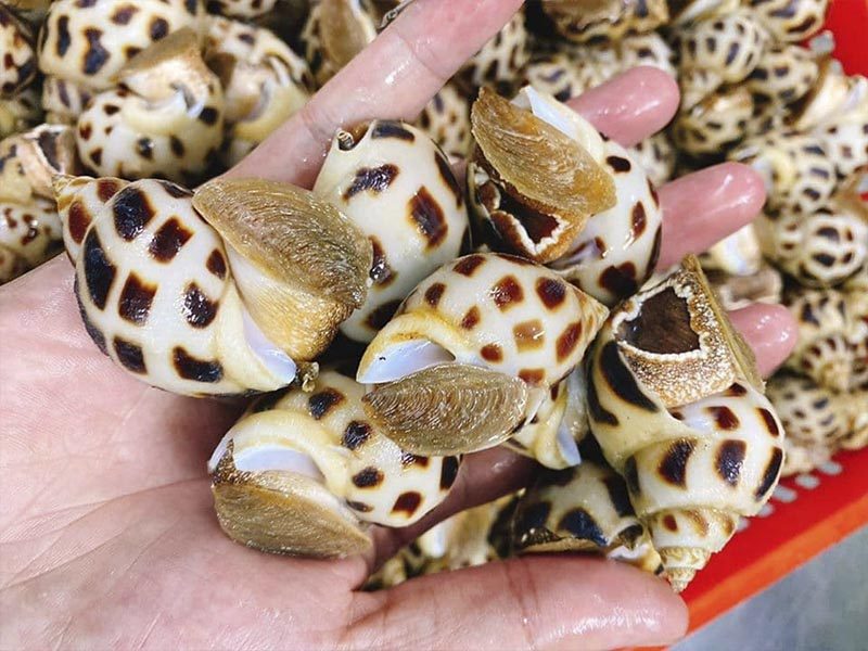 Cách mua hải sản tươi ngon - Cách mua sò, ốc ngon ở Phan Thiết