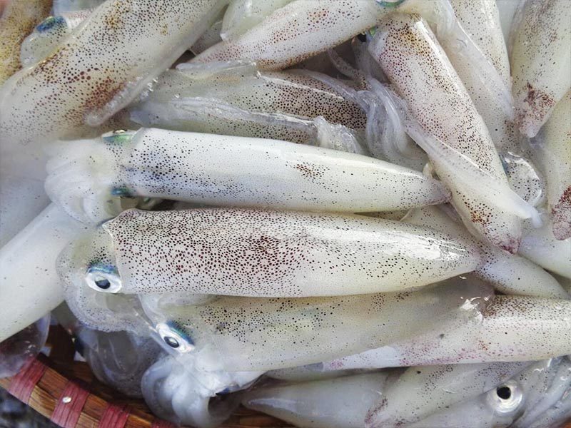 Cách mua hải sản tươi ngon - Cách chọn mực ngon ở Phan Thiết