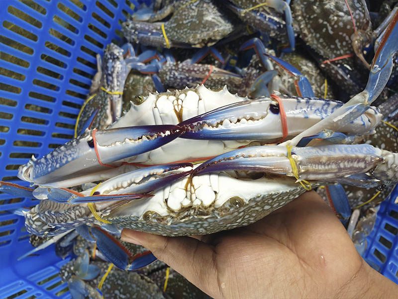 Cách mua hải sản tươi ngon - Cách chọn ghẹ ngon ở Phan Thiết