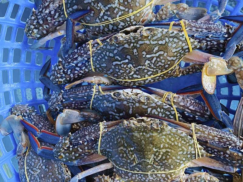 Cách mua hải sản tươi ngon - Cách chọn ghẹ ngon ở Phan Thiết