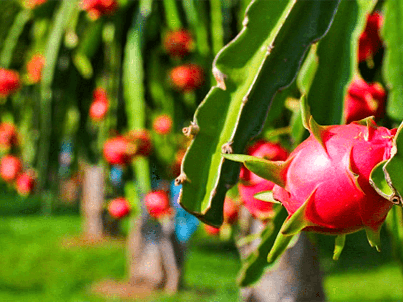 Đặc sản Phan Thiết - Món ngon khó cưỡng