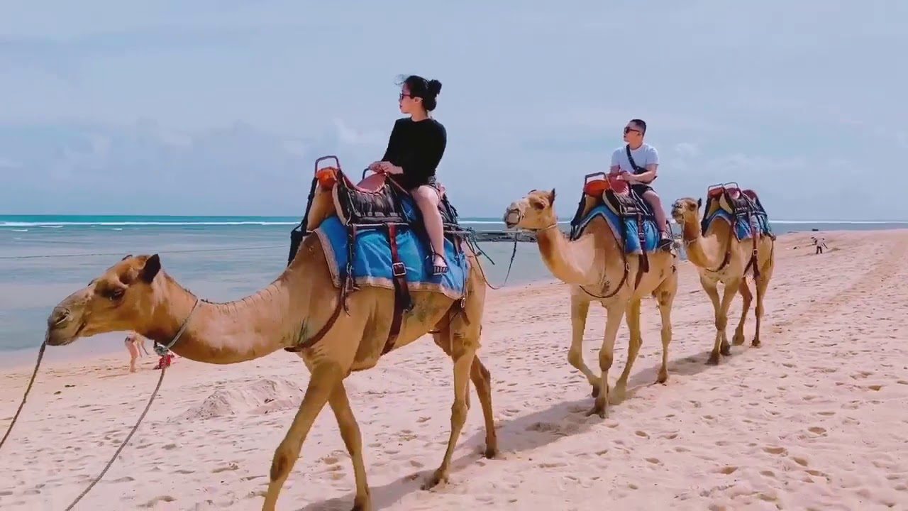 Vì sao bạn nên tham gia tour cưỡi lạc đà, ngắm cảnh Bàu Trắng?
