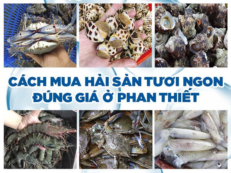 Cách mua hải sản tươi ngon đúng giá ở phan thiết