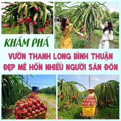 tham quan vườn thanh long Bình Thuận Tuyệt đẹp