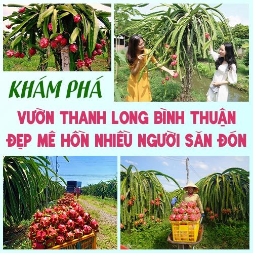 tham quan vườn thanh long Bình Thuận Tuyệt đẹp