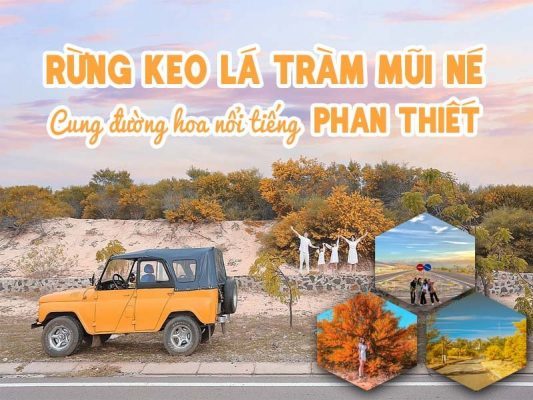 Rừng hoa keo là tràm Mũi Né Phan Thiết