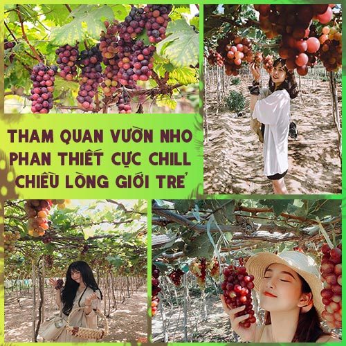 tham quan vườn nho phan thiết cực chill