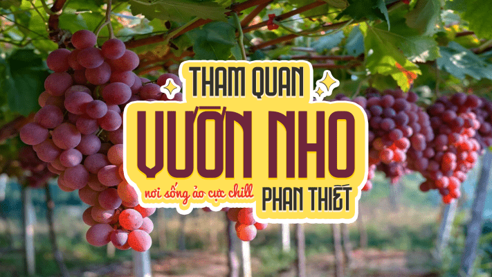thăm quan vườn nho phan thiết